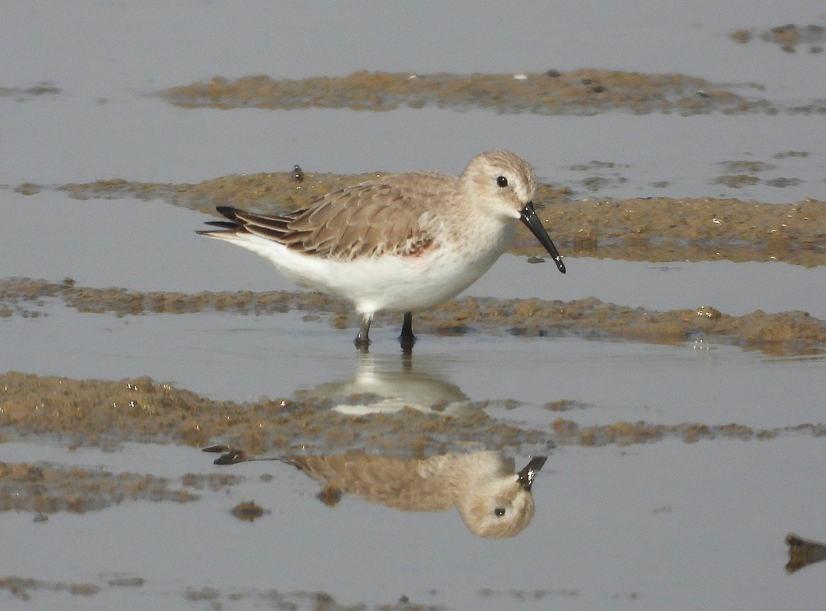 Dunlin - ML646244183