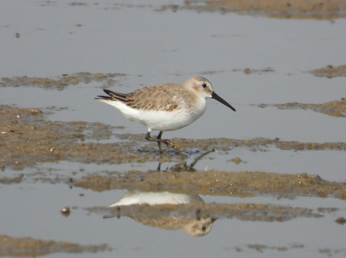 Dunlin - ML646244184