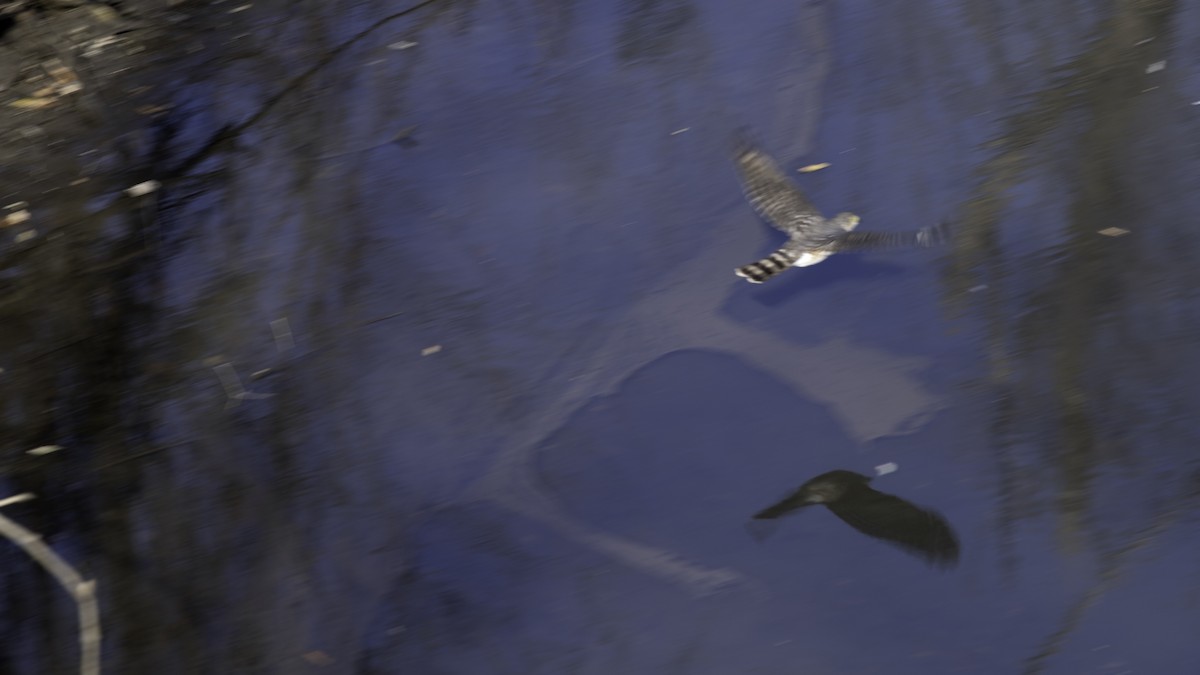 Sharp-shinned Hawk - ML646244185