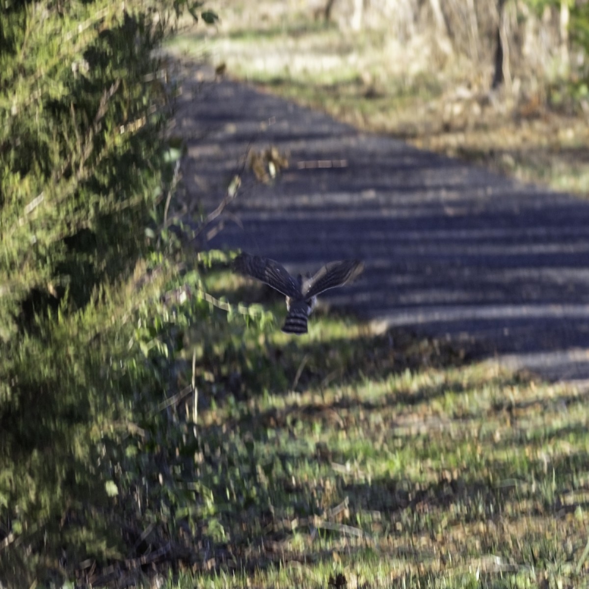 Sharp-shinned Hawk - ML646244190