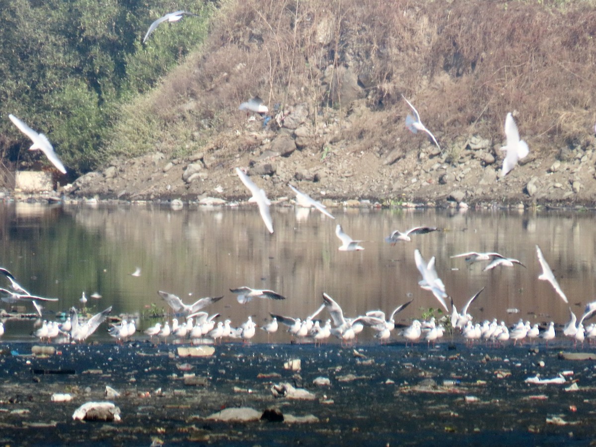 gull sp. - ML646244191