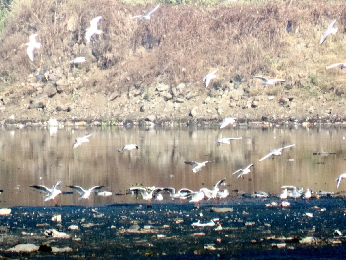 gull sp. - ML646244192