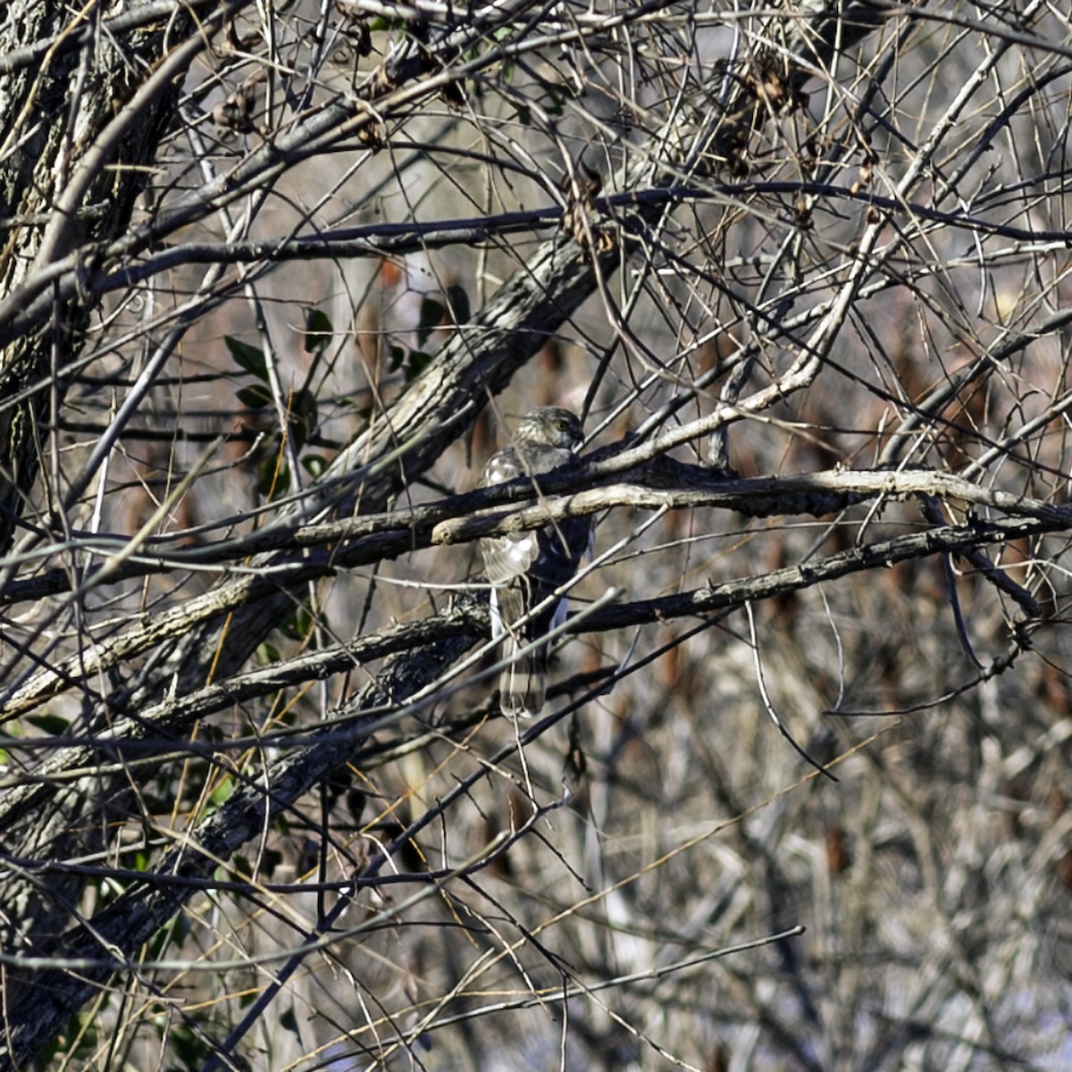 Sharp-shinned Hawk - ML646244199