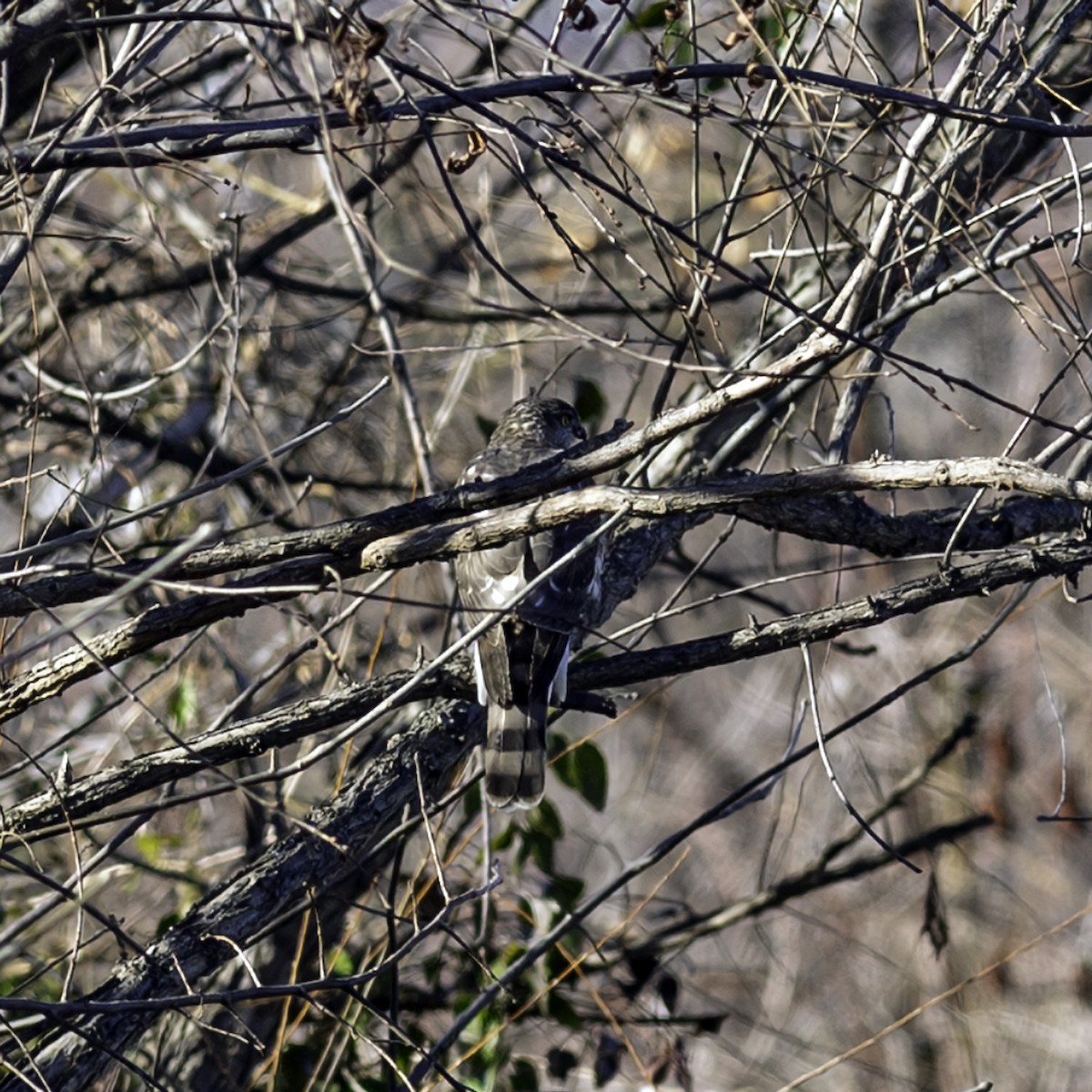 Sharp-shinned Hawk - ML646244201
