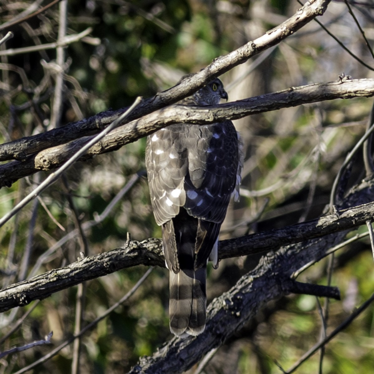 Sharp-shinned Hawk - ML646244202