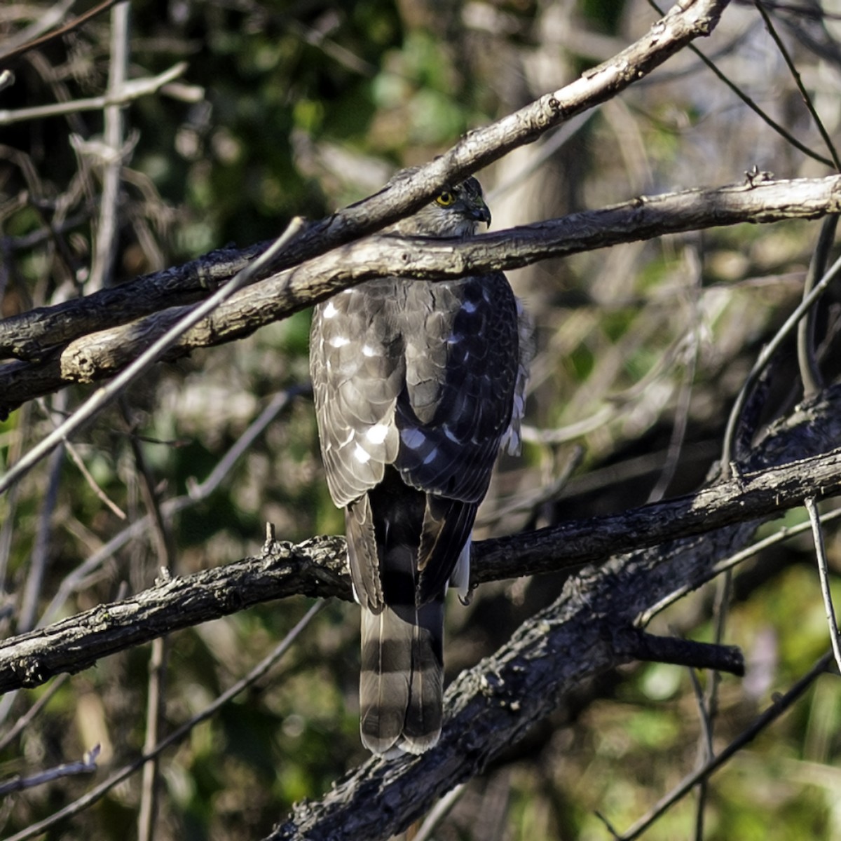 Sharp-shinned Hawk - ML646244203