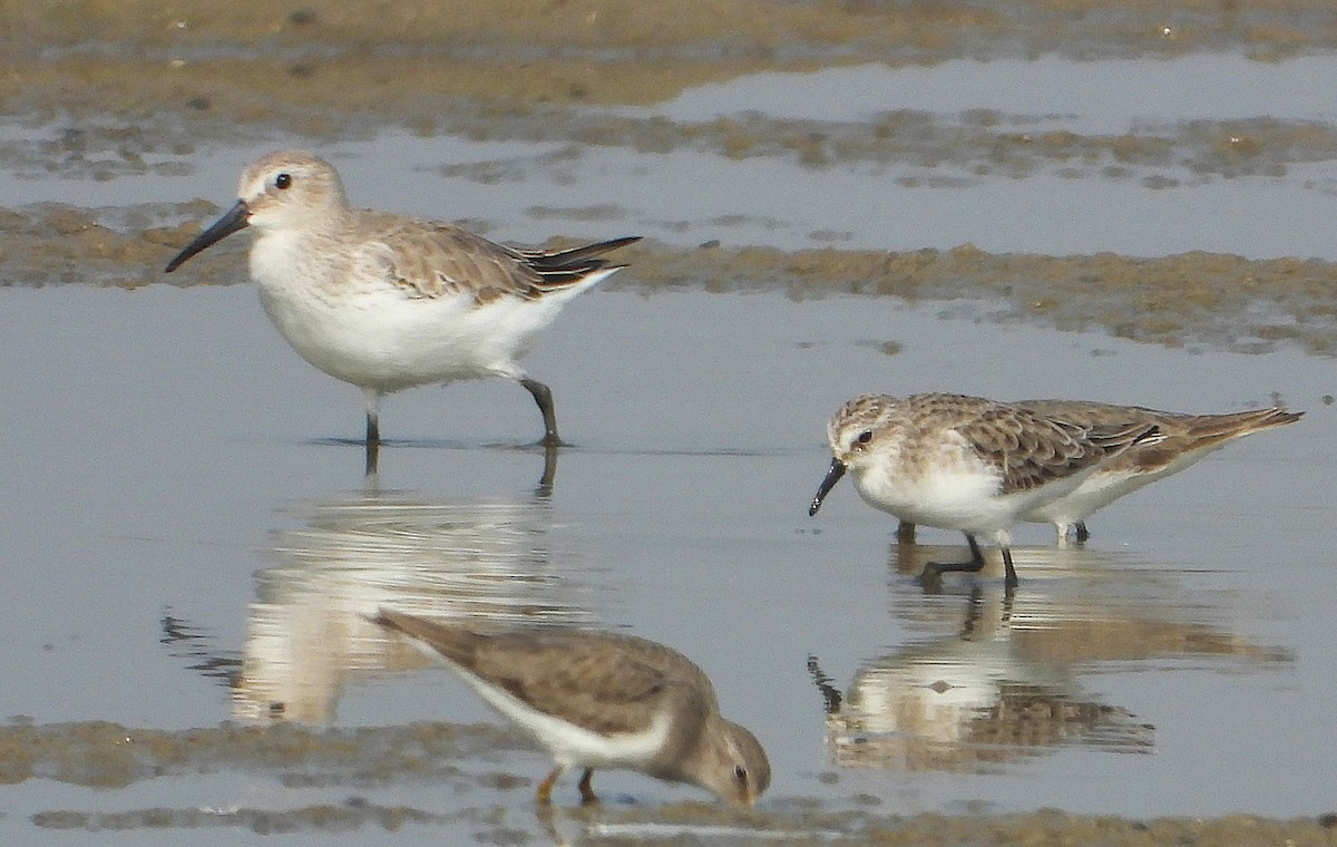 Dunlin - ML646244204