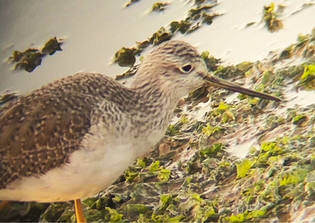 Greater Yellowlegs - ML646244206