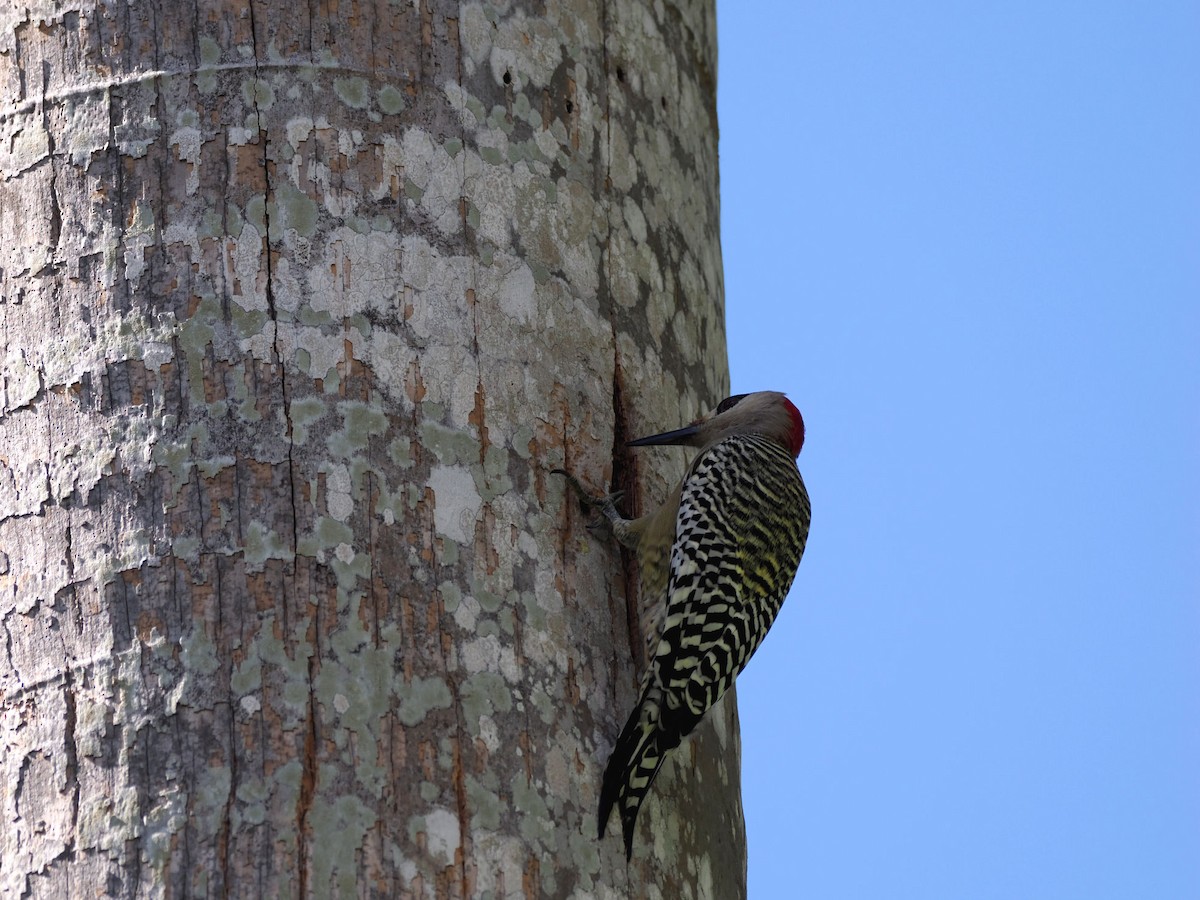 マユグロシマセゲラ - ML646244217
