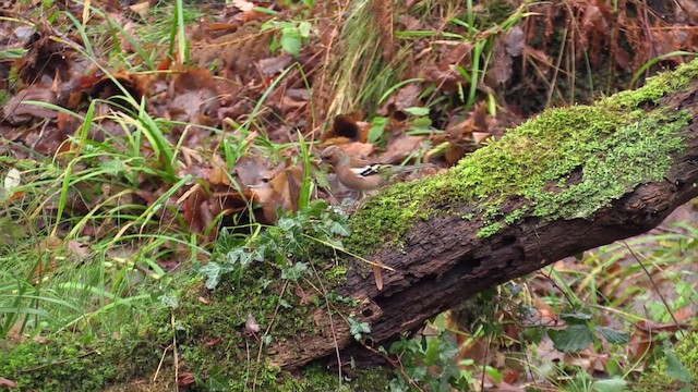 Common Chaffinch - ML646244218