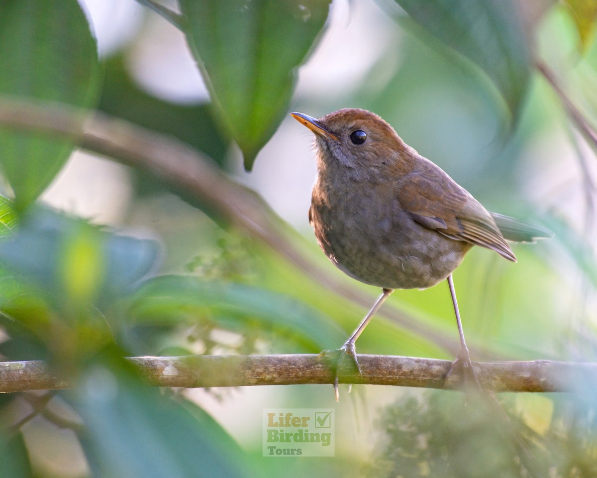 Ruddy-capped Nightingale-Thrush - ML646244220