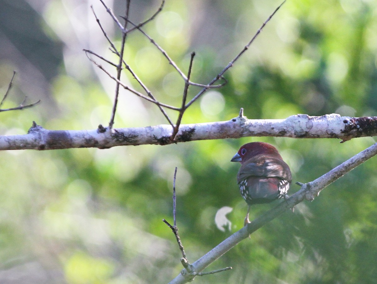 Pink-throated Twinspot - ML646244224