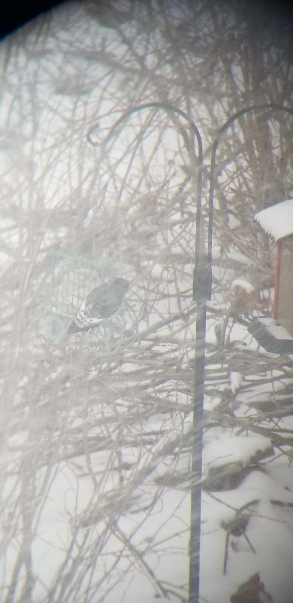 Red-headed Woodpecker - ML646244228