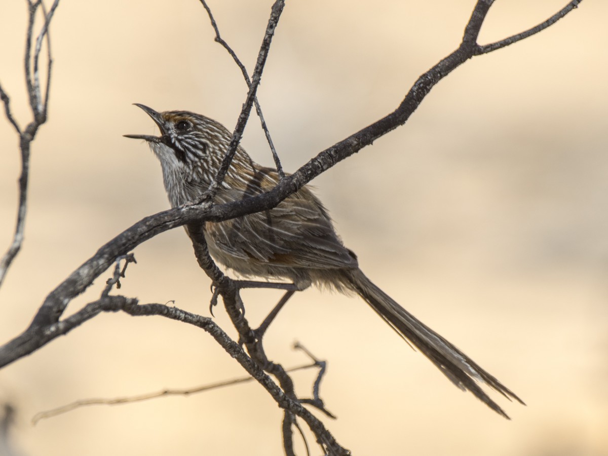 Striated Grasswren - ML646244257