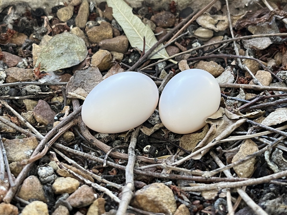 Paloma de Guinea - ML646244265