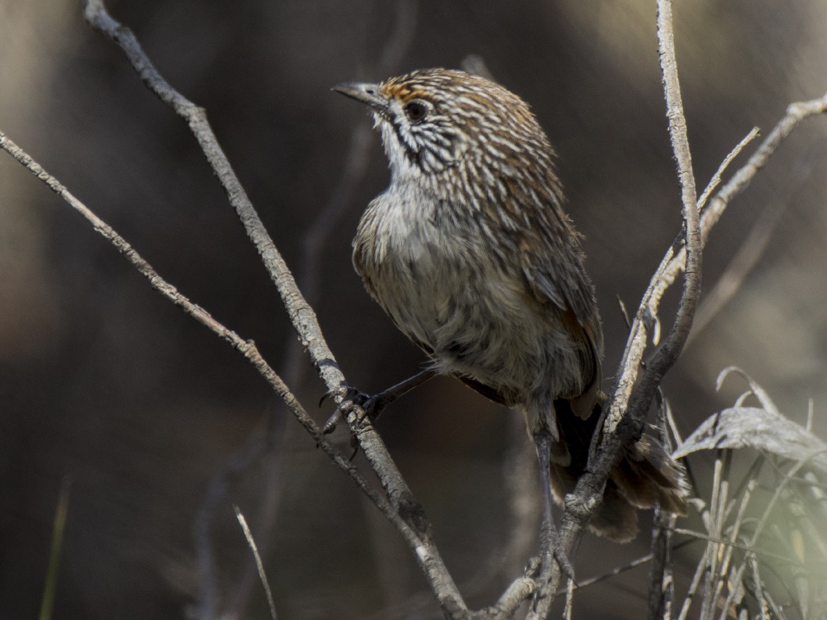 Striated Grasswren - ML646244268