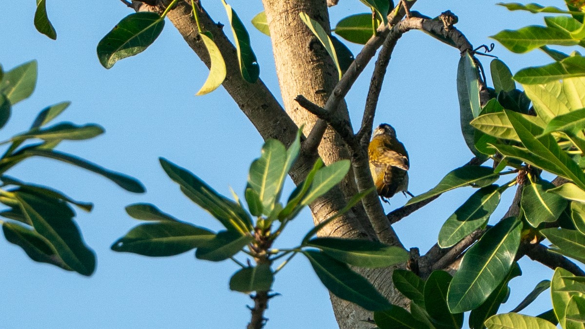 Tropfenspecht - ML646244269