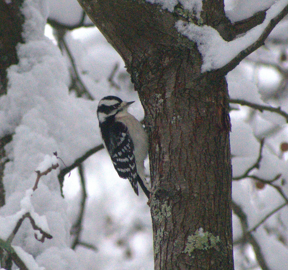 Дятел пухнастий - ML646244280