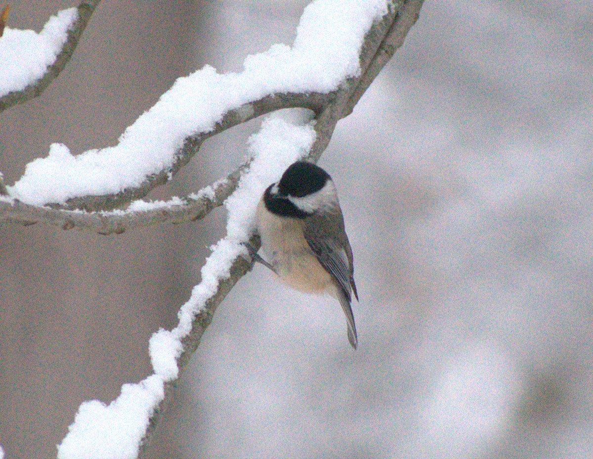 Гаїчка каролінська - ML646244281