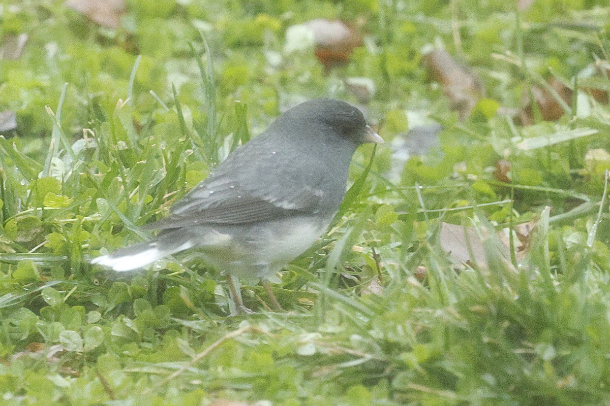 Dark-eyed Junco - ML646244284