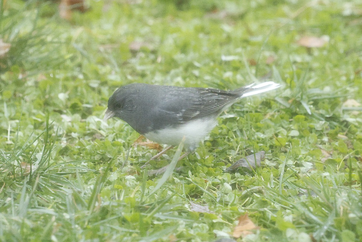 Dark-eyed Junco - ML646244290