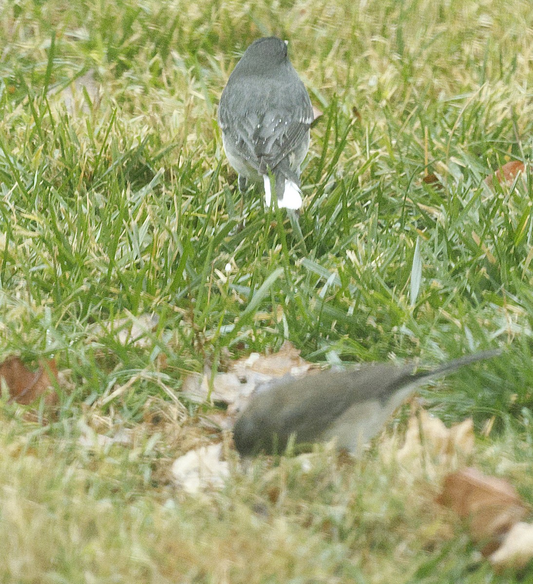 Dark-eyed Junco - ML646244292