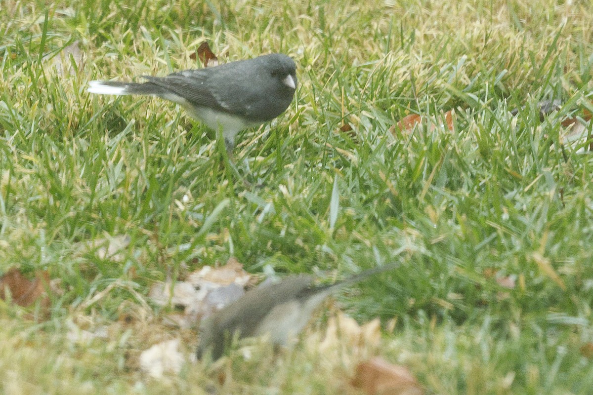 Dark-eyed Junco - ML646244294