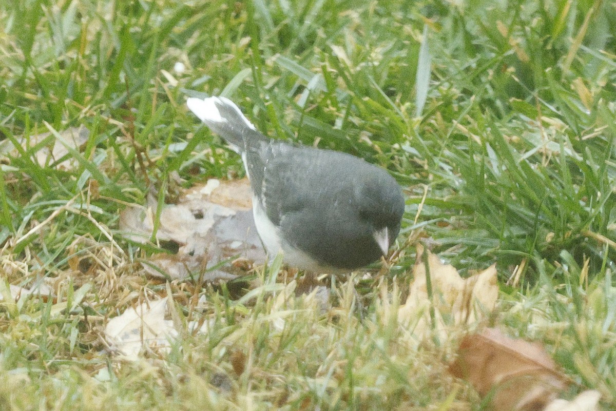 Dark-eyed Junco - ML646244295