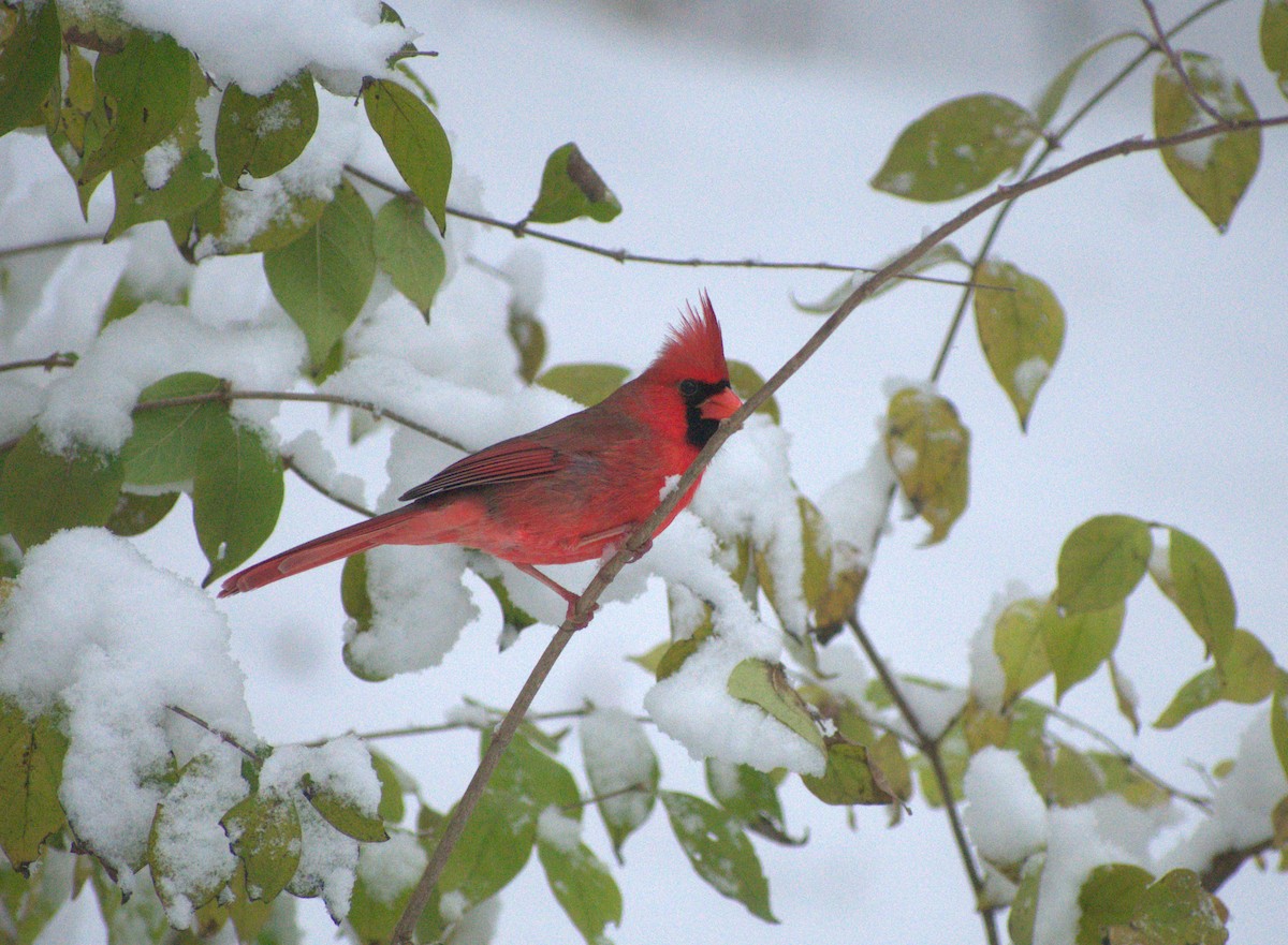 Кардинал червоний - ML646244297