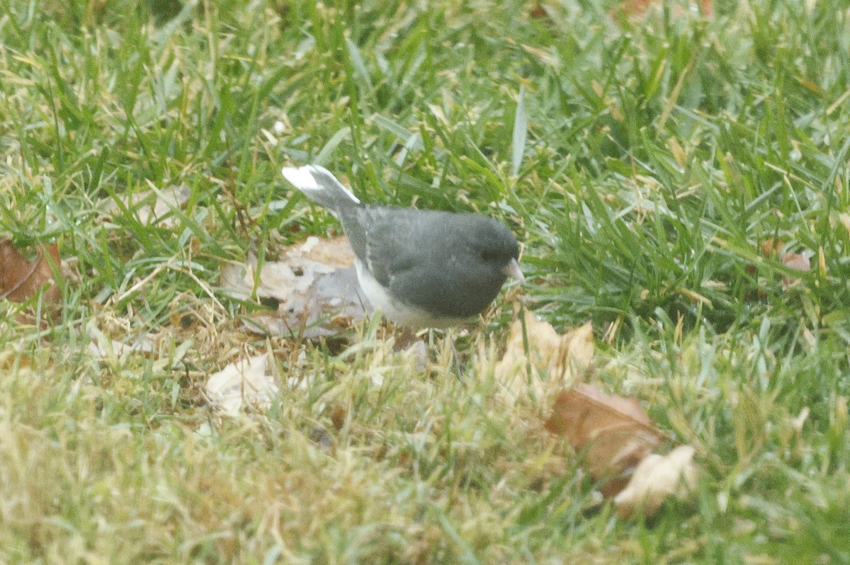 Dark-eyed Junco - ML646244298