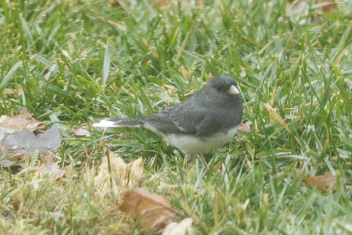 Dark-eyed Junco - ML646244305