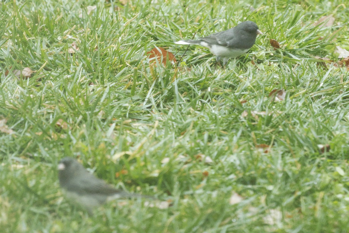 Dark-eyed Junco - ML646244308