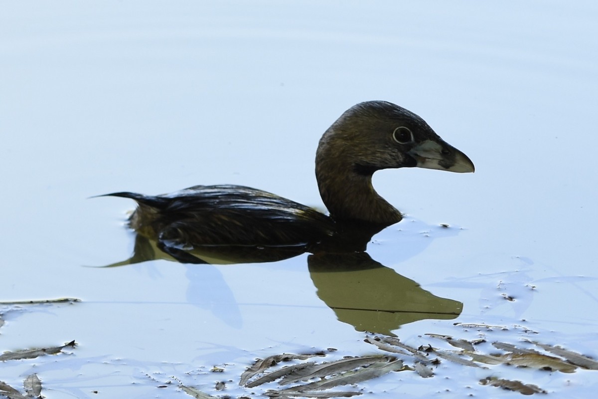 Pied-billed Grebe - ML646244309