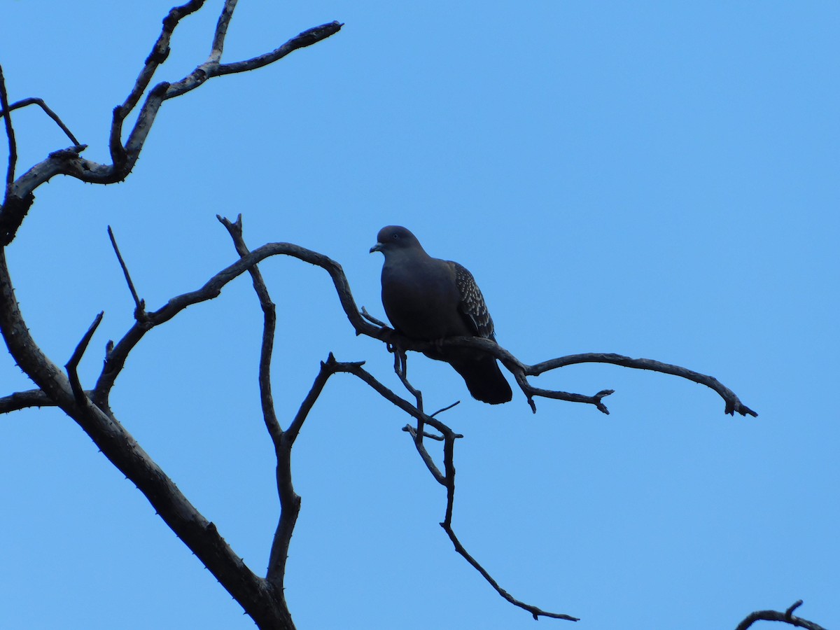 Spot-winged Pigeon - ML646244310