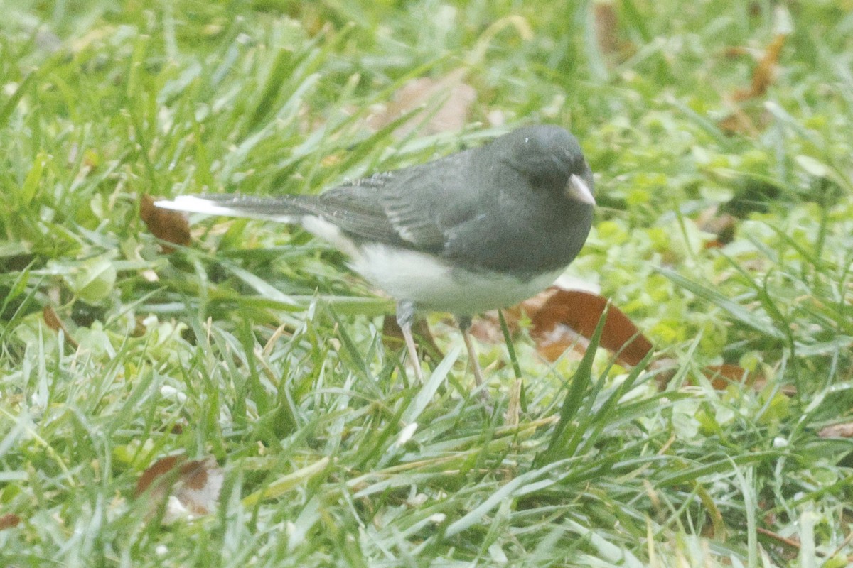 Dark-eyed Junco - ML646244311