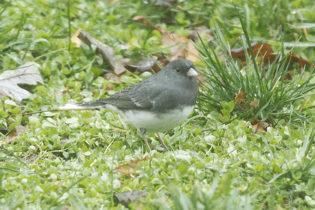 Dark-eyed Junco - ML646244314