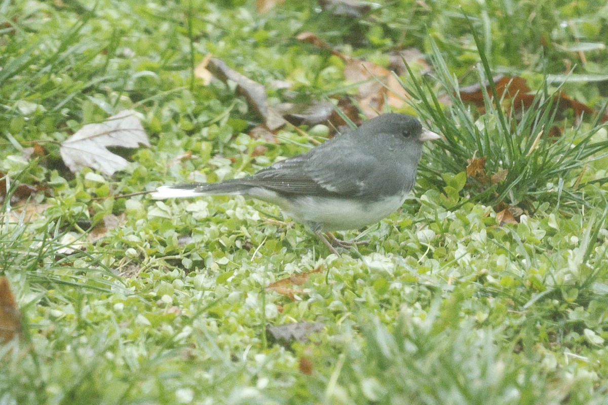 Dark-eyed Junco - ML646244315