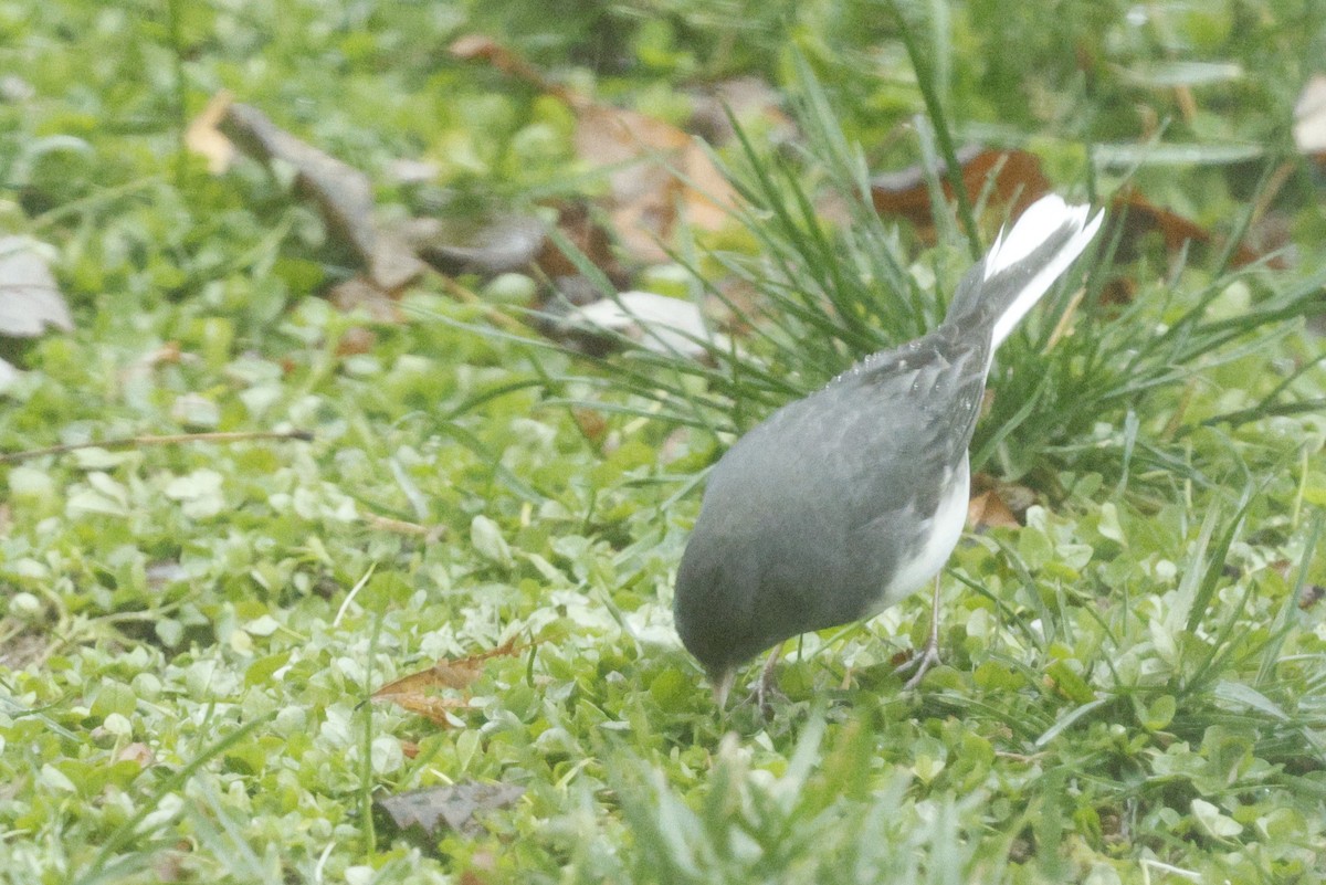 Dark-eyed Junco - ML646244316