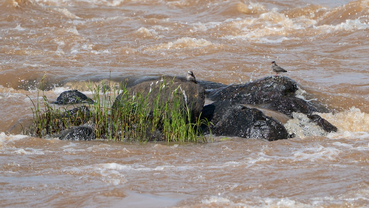 Rock Pratincole - ML646244338