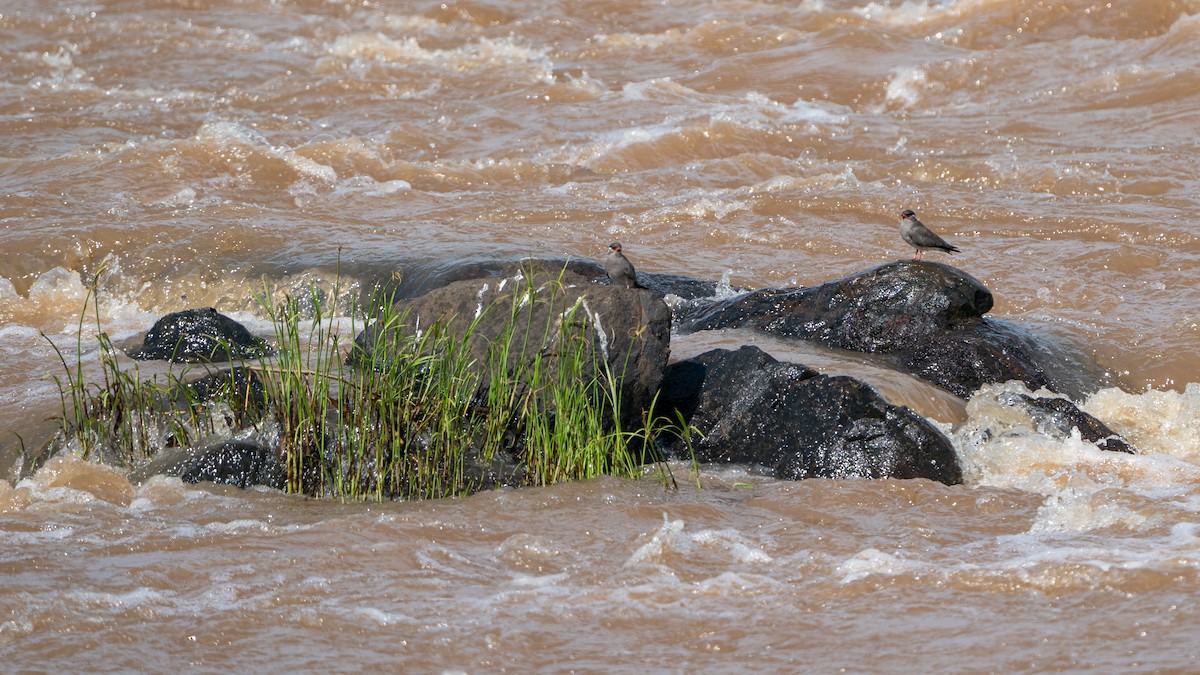 Rock Pratincole - ML646244339