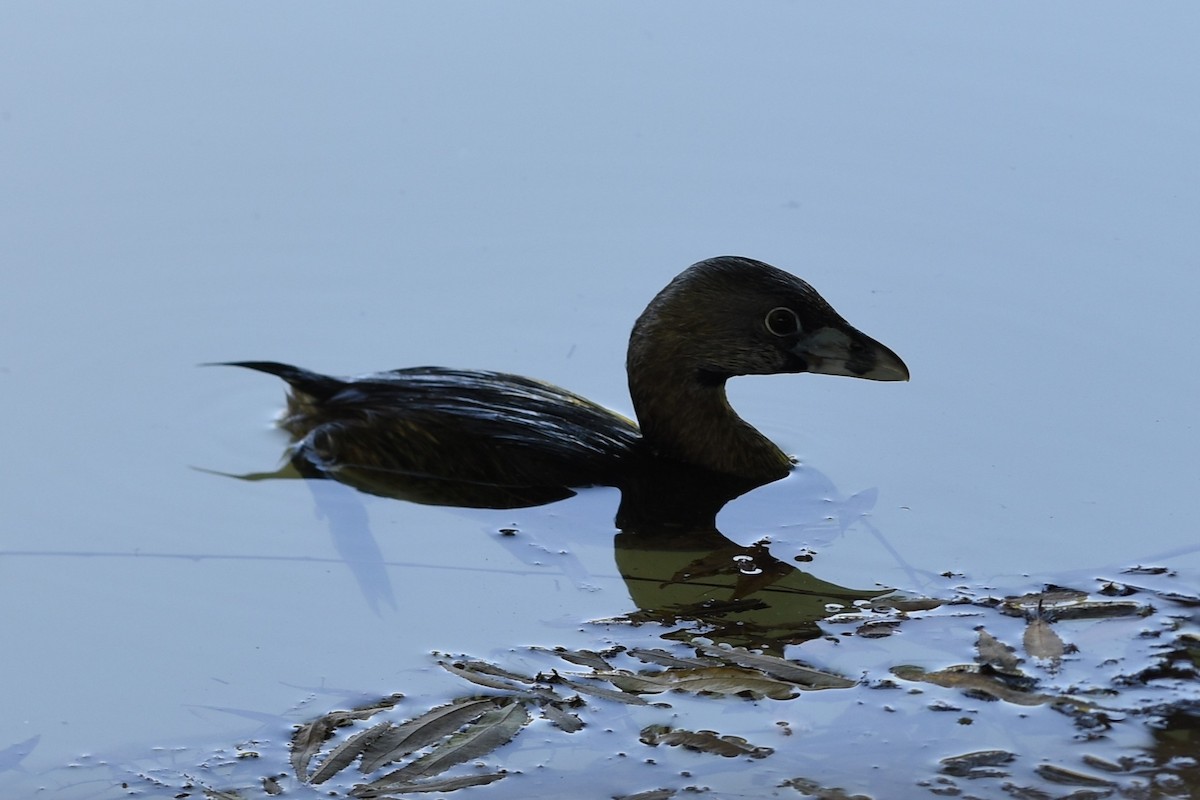 Pied-billed Grebe - ML646244341