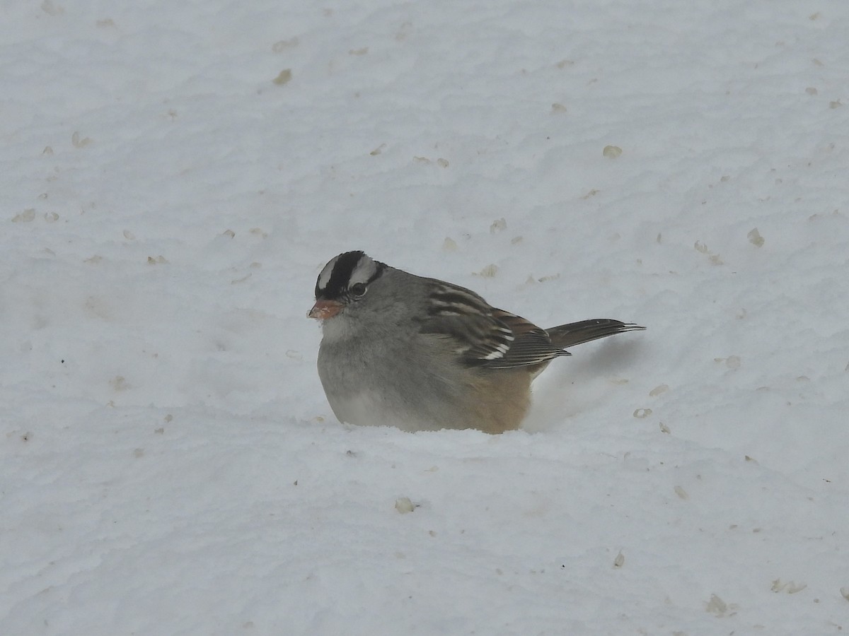White-crowned Sparrow - ML646244357