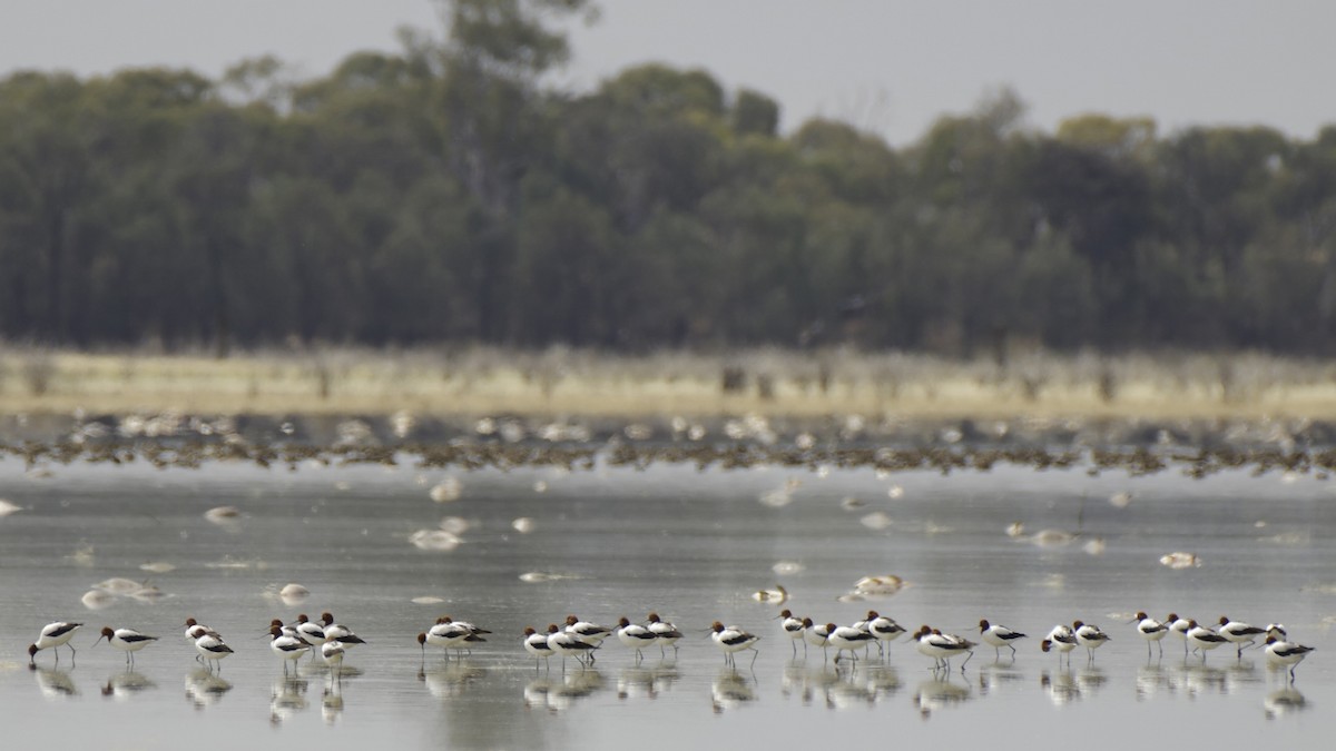 Red-necked Avocet - ML646244362