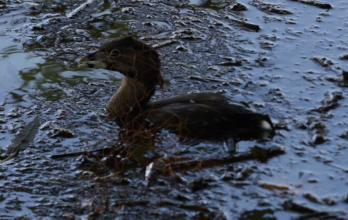 Pied-billed Grebe - ML646244363