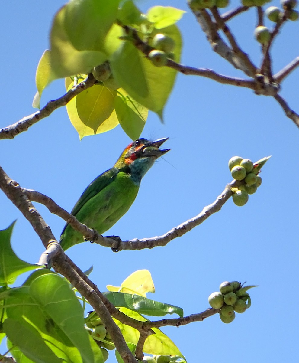 Blue-eared Barbet - ML646244368