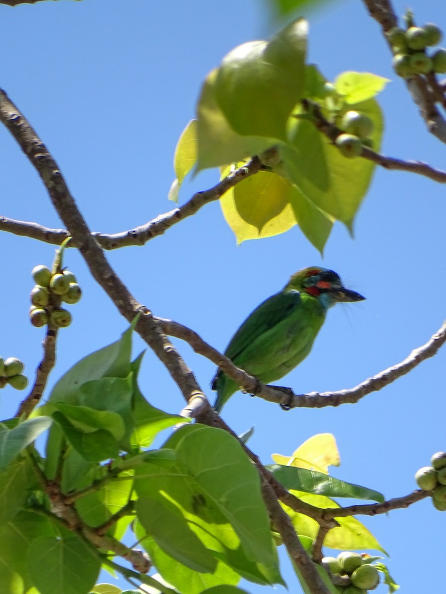 Blue-eared Barbet - ML646244371
