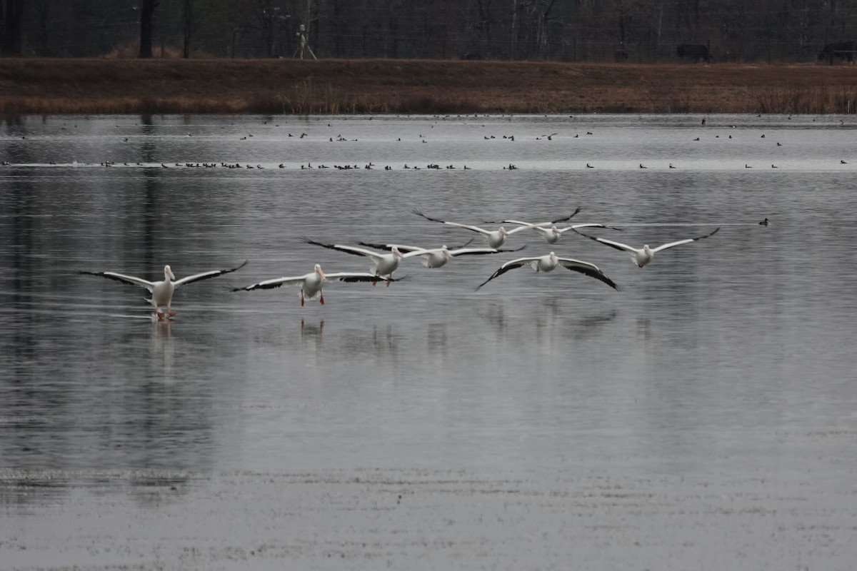 American White Pelican - ML646244372