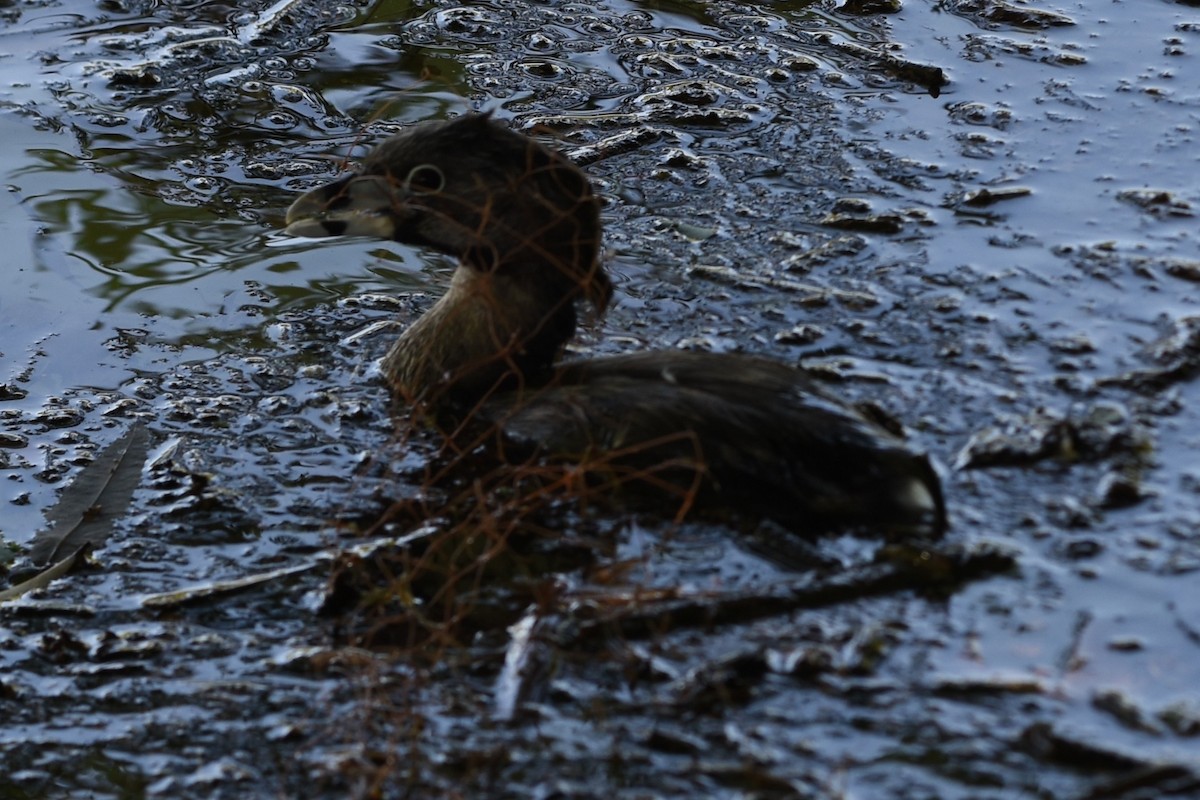 Pied-billed Grebe - ML646244373