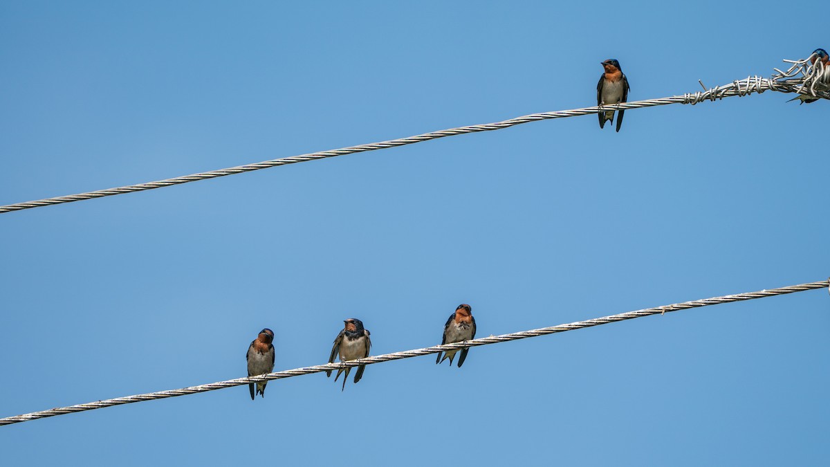 Angola Swallow - ML646244384