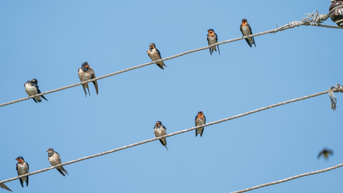 Angola Swallow - ML646244385